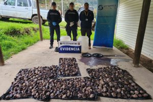 Incautan más de 600 unidades de loco en Juan Fernández