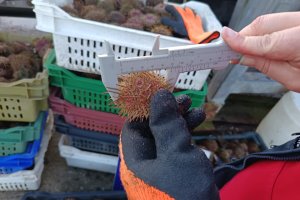 Autoridad Marítima y Sernapesca realizan fiscalización en sector de Calbuco