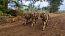 Grumetes Infantes de Marina finalizaron con éxito el curso de Combatiente Básico Anfibio