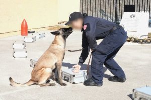 Binomios caninos de la Armada entrenados por Aduanas incluyen a la primera mujer guía de la Policía Marítima
