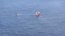 Armada detecta 21 pesqueros extranjeros operando cerca de Rapa Nui